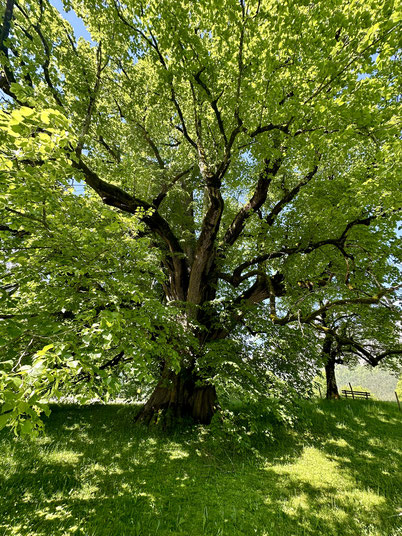 Seelengedicht Vereinte Liebe, alter, üppig grüner Baum