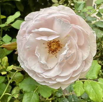 Weisheit Entscheidungen, große offene Rosenblüte in zartem Rosa