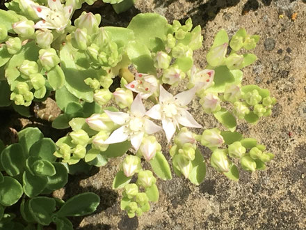 Kleine weisse Blüten der Fetthenne