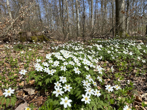 Feld von Ein neuer Blickwinkel: Waldanemonen mit weissen, sternförmigen Blüten Blüten