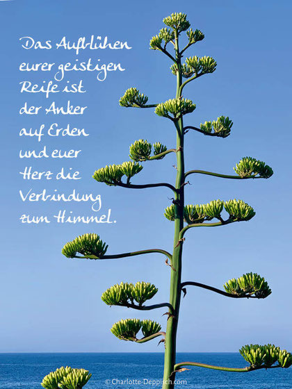Weisheit Aufblühen der geistigen Reife, exotischer Baum vor strahlend blauem Himmel