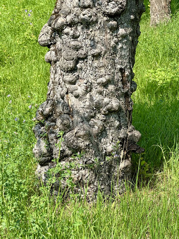 Weisheit Verbitterung, von Knoten überwucherte Baumrinde eines Baumstamms in grüner Wiese
