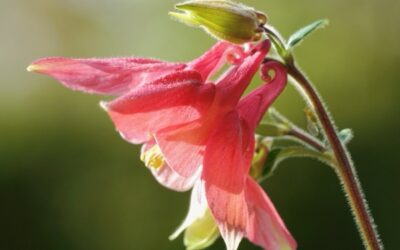Weisheitsperle: Seelenentscheidungen