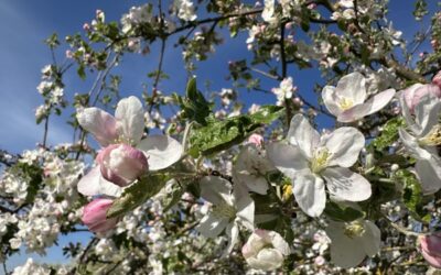 Weisheitsperle: Eins mit Gott