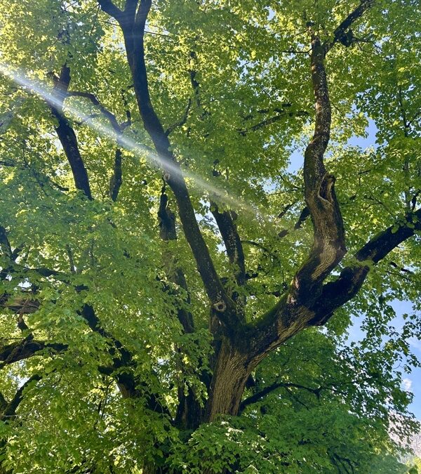 Lebt und seid Licht!