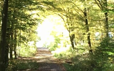 Weisheitsperle: Der Weg