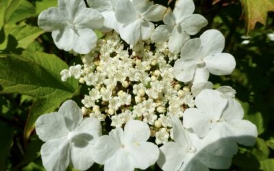 Weisheitsperle