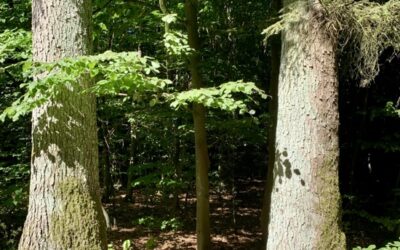 Weisheitsperle: Lebenswerk