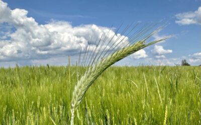 Weisheitsperle: Das große Ganze – Wendepunkt